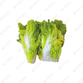 Taiwan Bok Choy