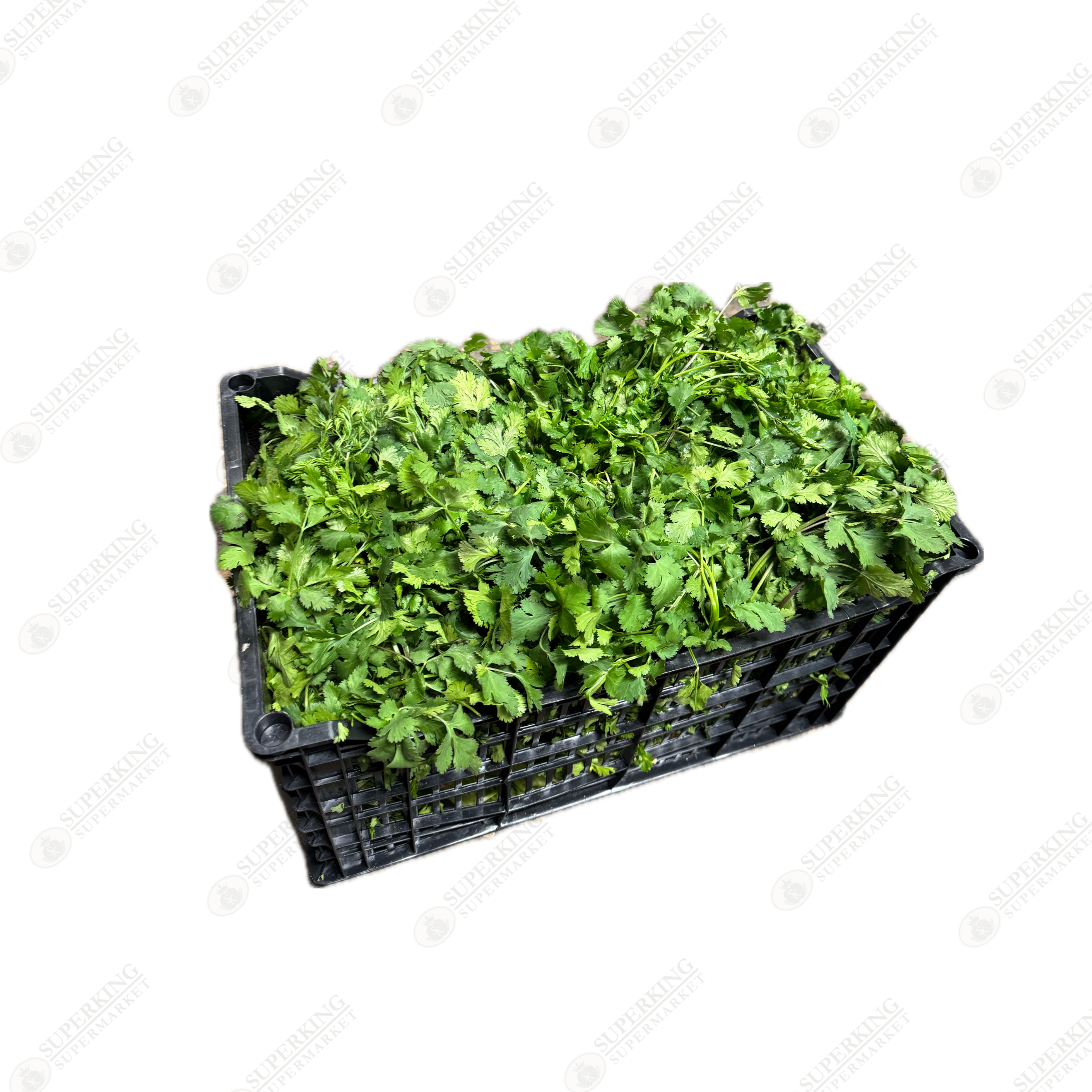 Cilantro / Coriander
