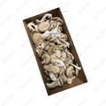 Oyster Mushroom