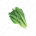 Baby Mustard Green 小芥菜