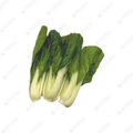Bok Choy Sum Tip ÁôΩËèúËäØ