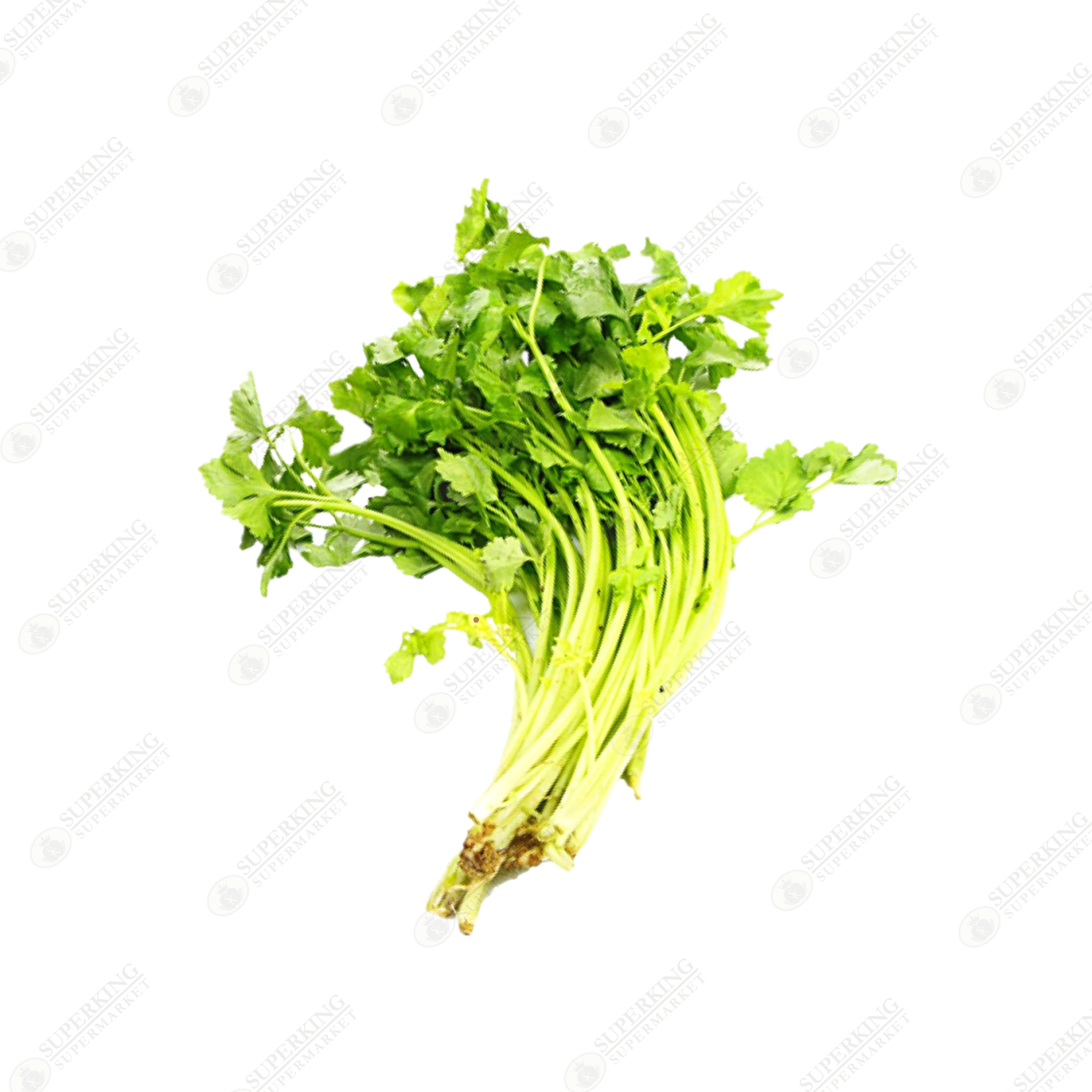 Cilantro / Coriander