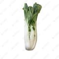 Tai Bok Choy