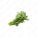 Garland Chrysanthemum 小葉茼蒿