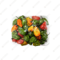 Habanero Pepper