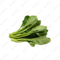 Fat Yu Choy Ê≤πËèú