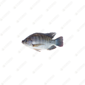 Tilapia