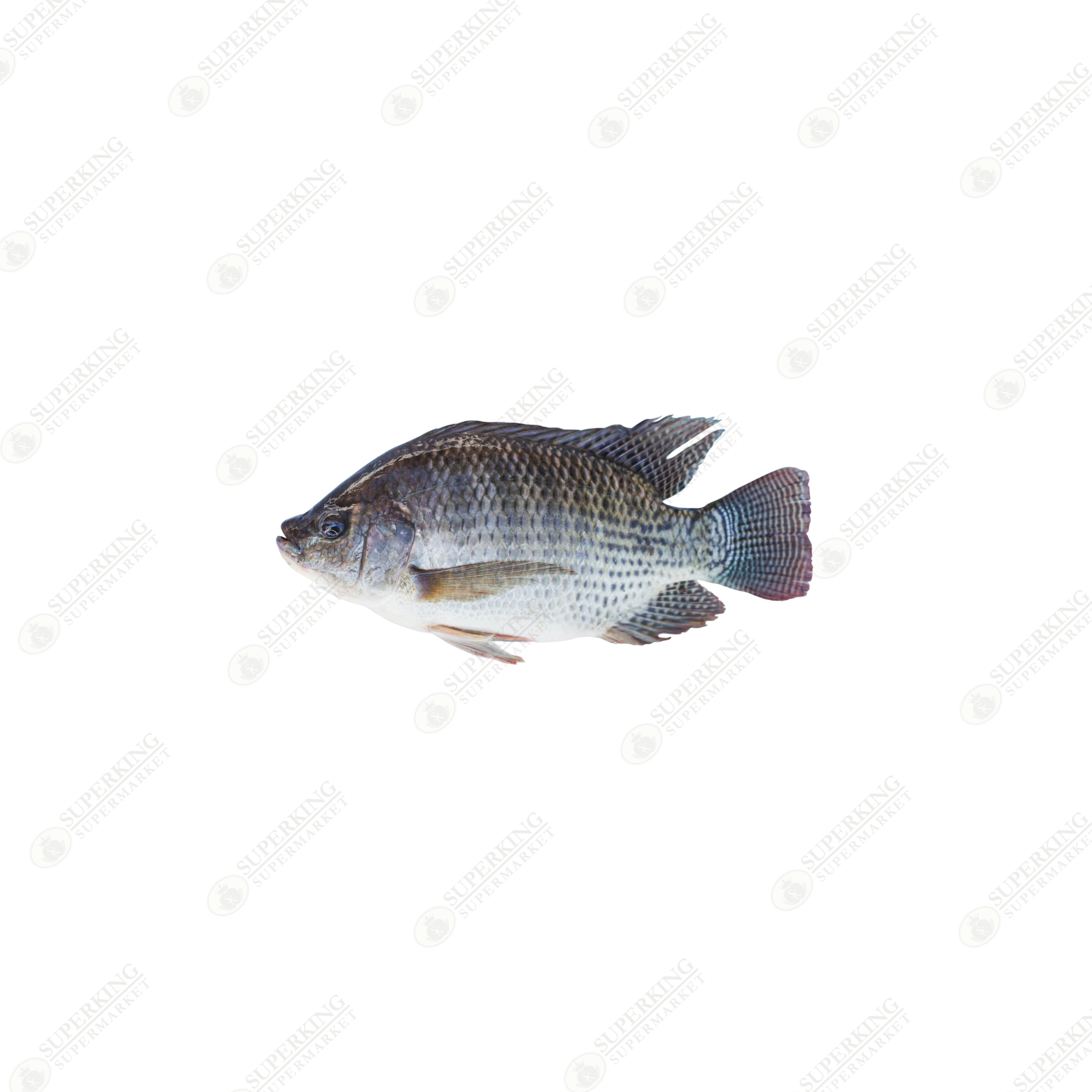 Tilapia